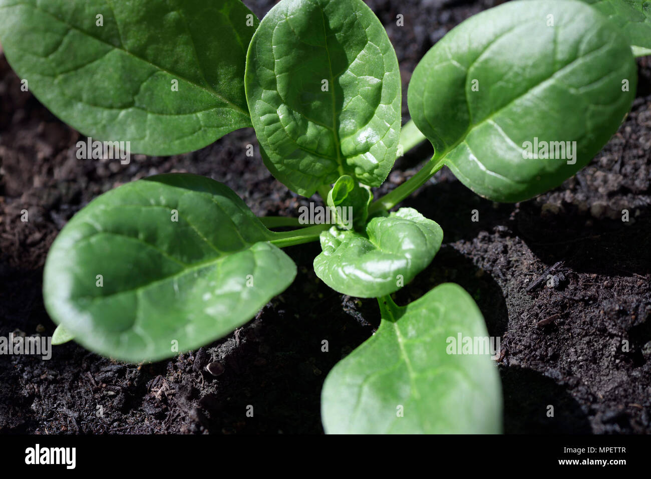 Libre de jeunes épinards biologiques plante poussant dans des sols naturels Banque D'Images