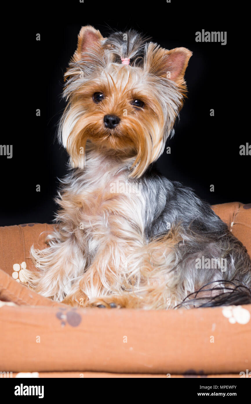 Chien De Race Yorkshire Terrier Miniature Avec Une Bande