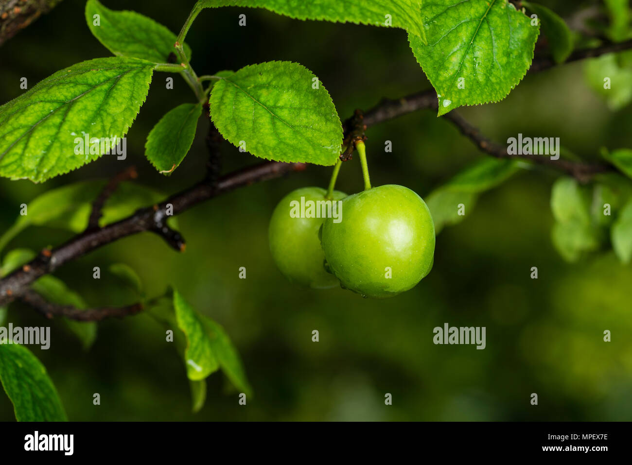 Plum Tree vert et de prunes fraîches dans le jardin Banque D'Images