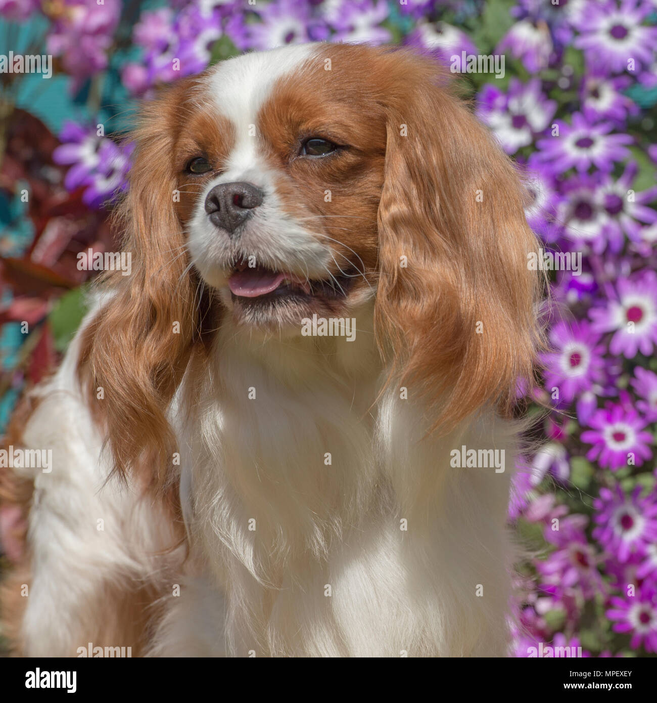 Cavalier King Charles Birthday Banque D Image Et Photos Alamy