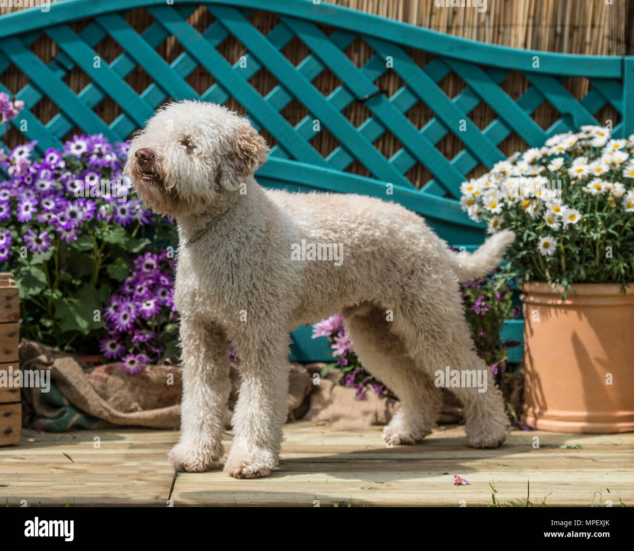 Lagotto Romagnolo chien Banque D'Images