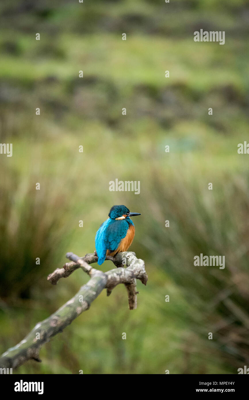 Plumage coloré avec Kingfisher en habitat naturel, perching on branch, en attente et regarder pour la proie - réserve de la RSPB, Yorkshire, Angleterre, Royaume-Uni. Banque D'Images