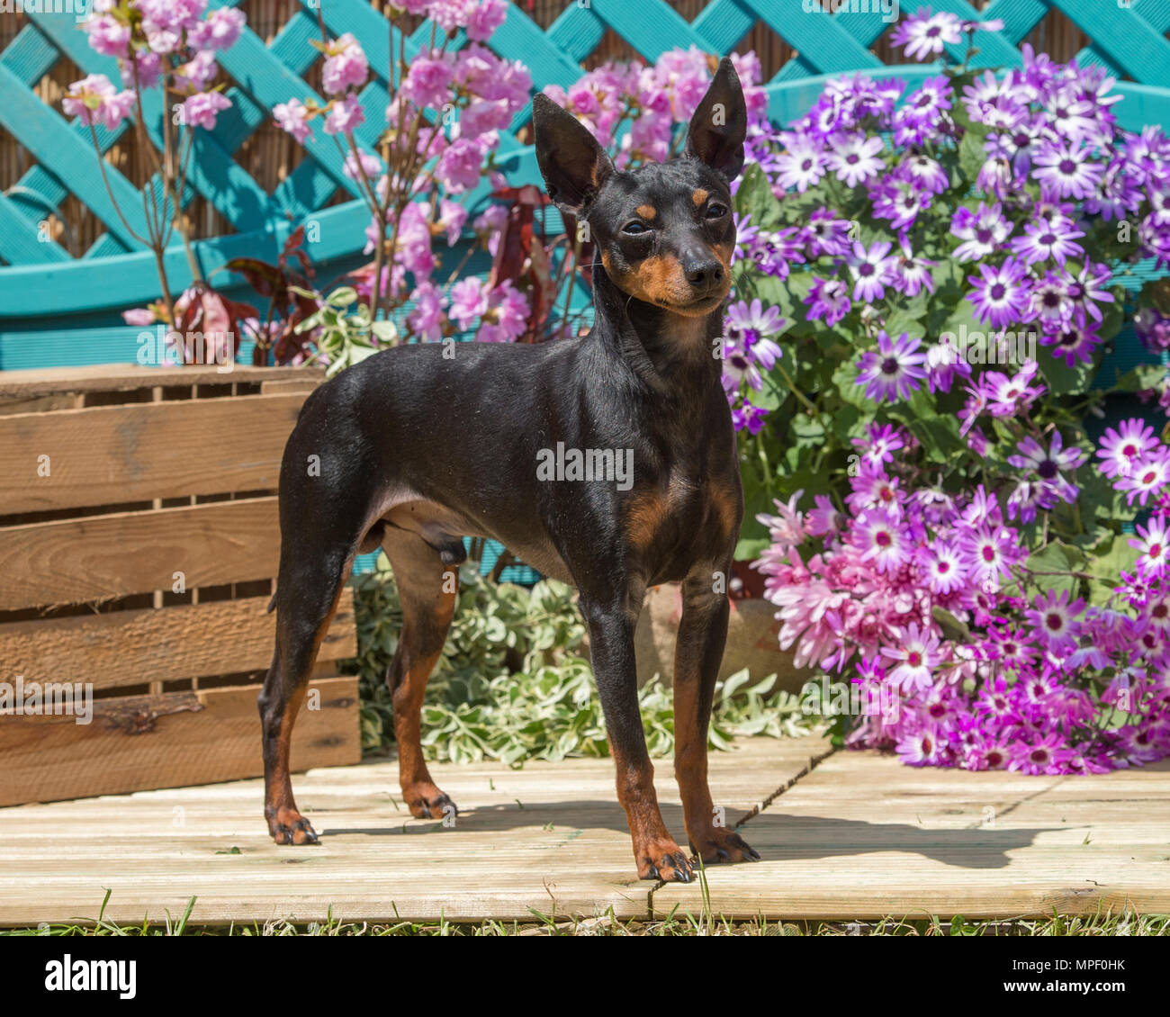 Jouet chien terrier anglais Banque D'Images