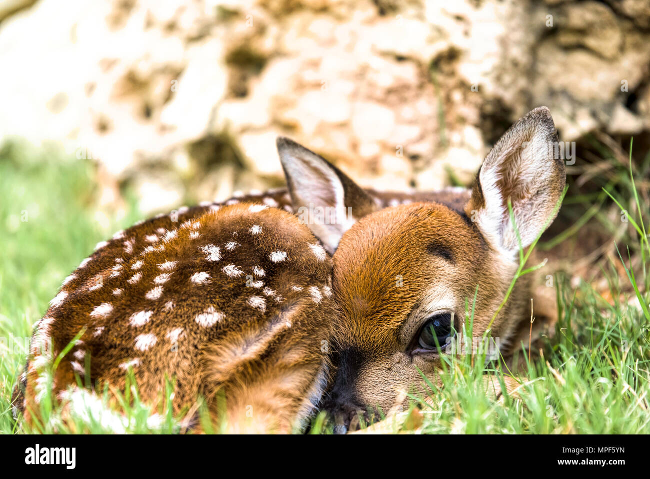 Bebe Faon Couche Dans L Herbe Au Texas Photo Stock Alamy Bebe Faon Couche Dans L Herbe Au Texas Photo Stock Alamy