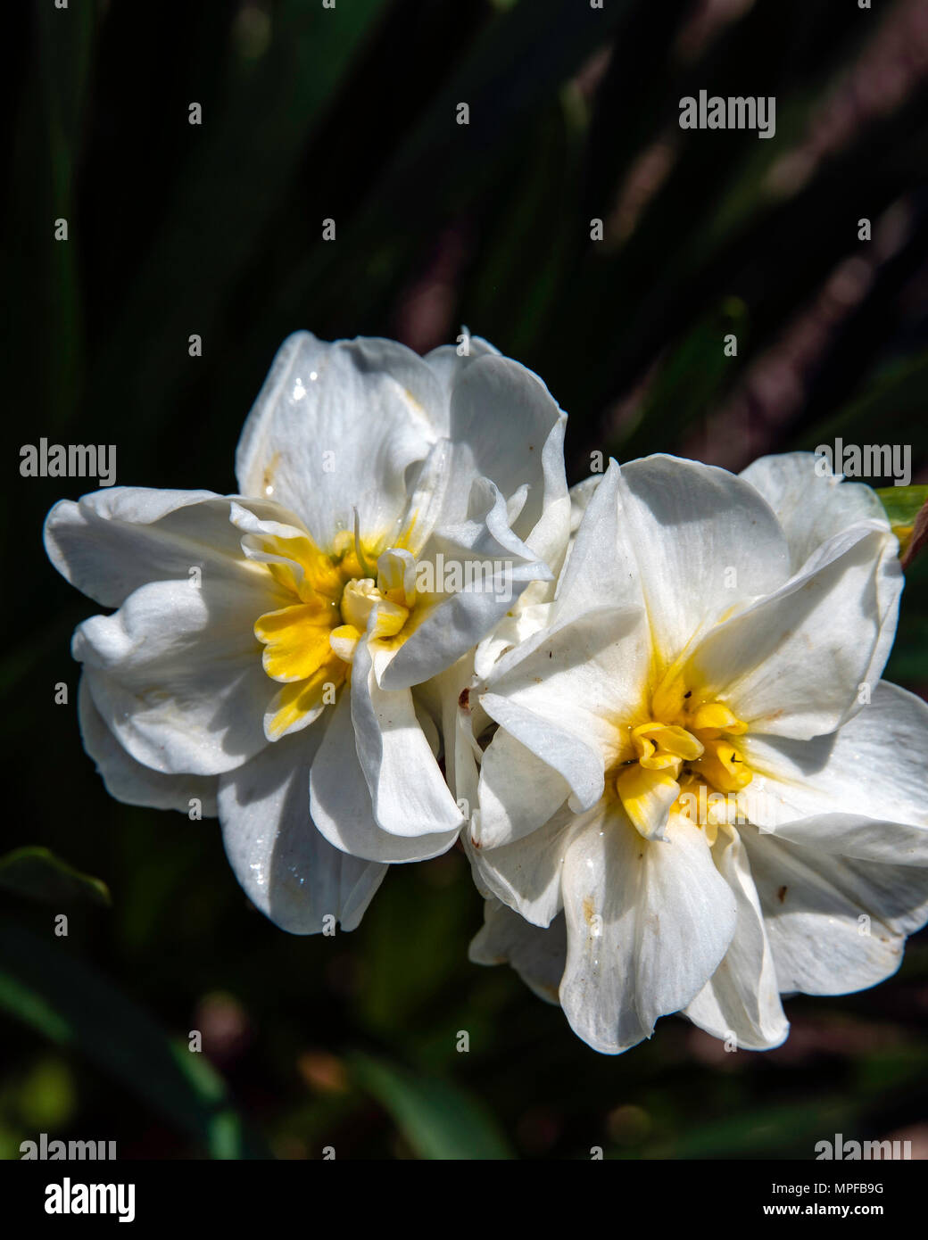 Beautés bégonia blanc Banque D'Images
