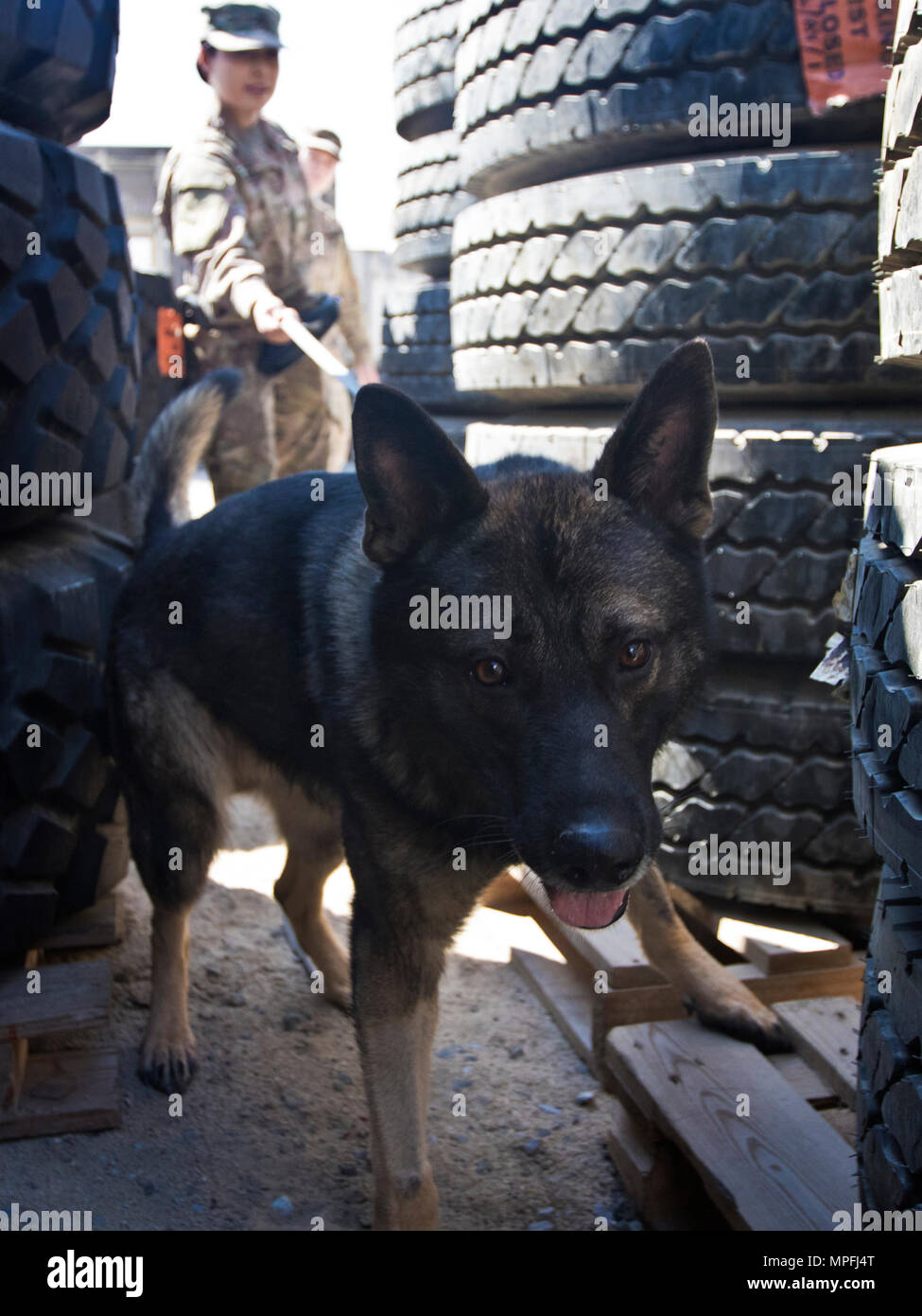 Freddy, un chien de travail militaire (MWD) avec la Direction des services d'urgence, Groupe de soutien de secteur - Koweït, recherche une aide à la formation au cours d'une démonstration de capacités MWD au Camp Arifjan, au Koweït, le 21 mars 2000, 7, 2017. (U.S. Photo de l'armée par le sergent. Dalton Smith) Banque D'Images