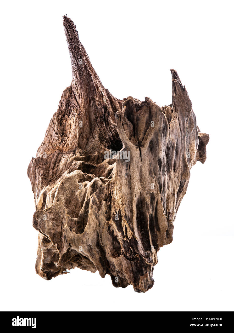 Morceau de bois flotté bien usé sur un fond blanc Banque D'Images