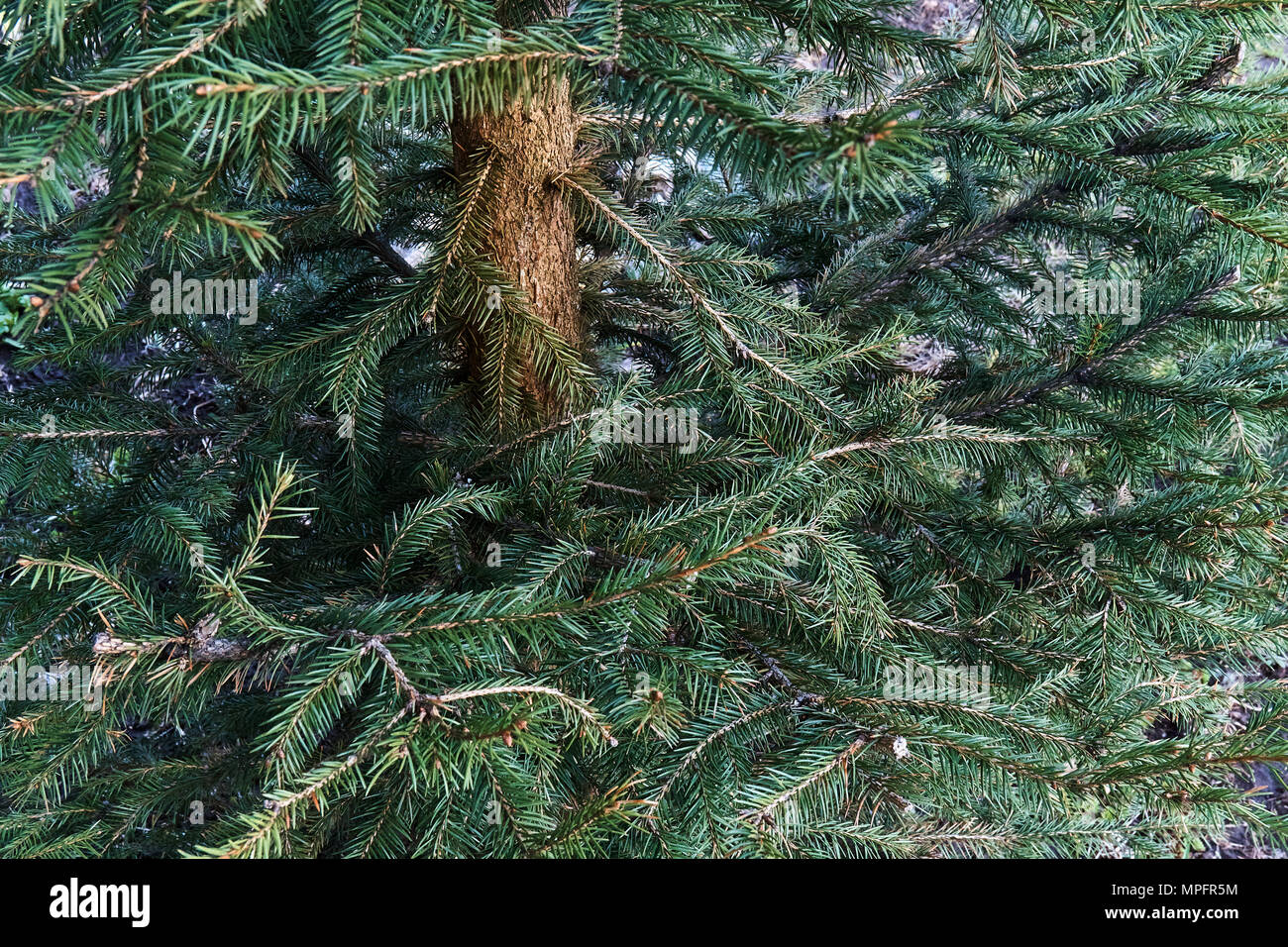 Branches et tronc vert pickly de jeunes arbres d'épinette de plus près Banque D'Images