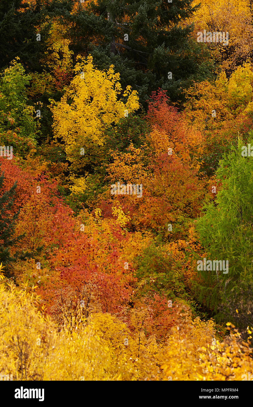 Les arbres d'automne, Arrowtown, près de Queenstown, Otago, île du Sud, Nouvelle-Zélande Banque D'Images