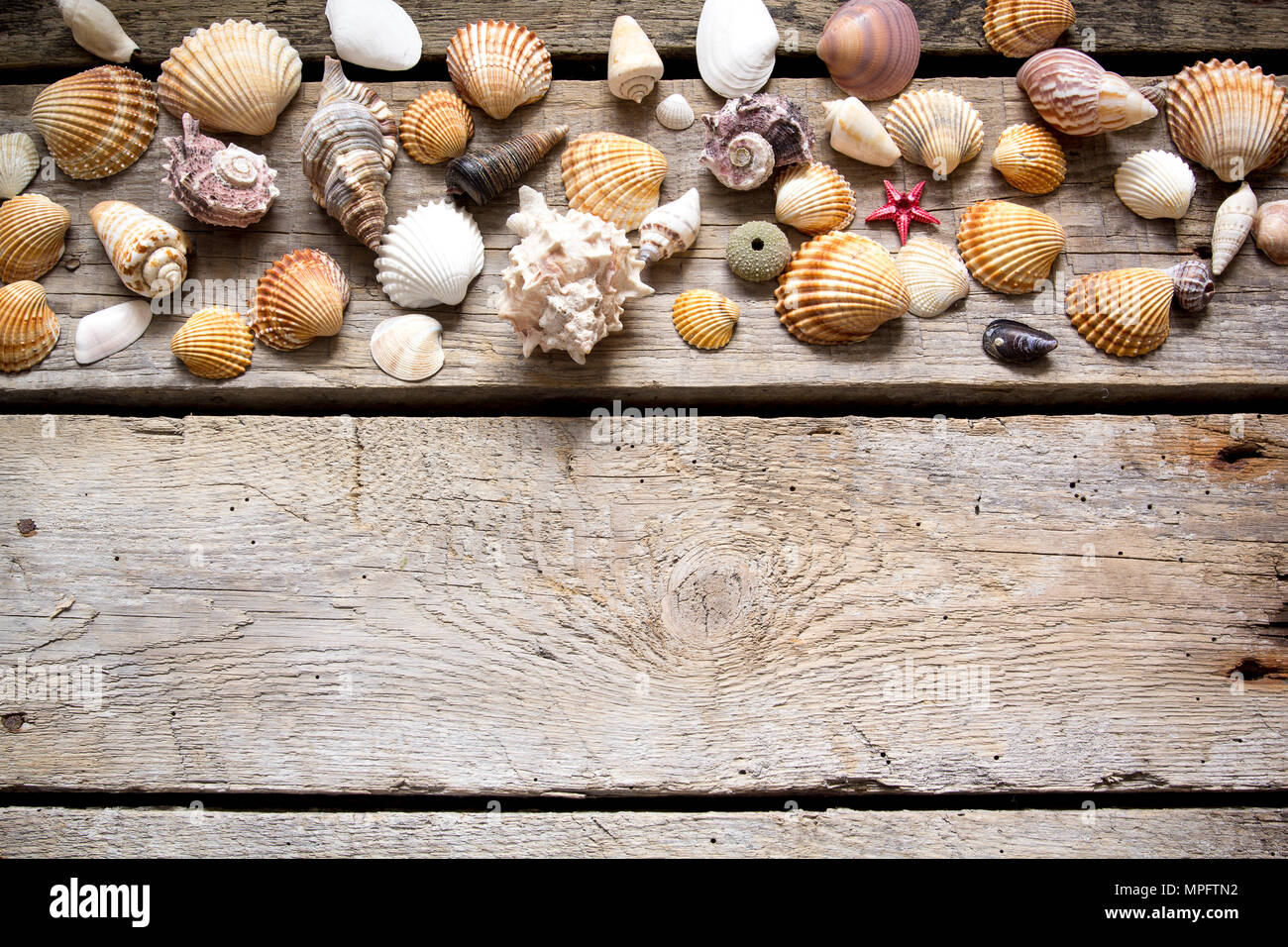 Les coquillages marins sur l'ancien fond de bois. Des vacances d'arrière-plan. Banque D'Images