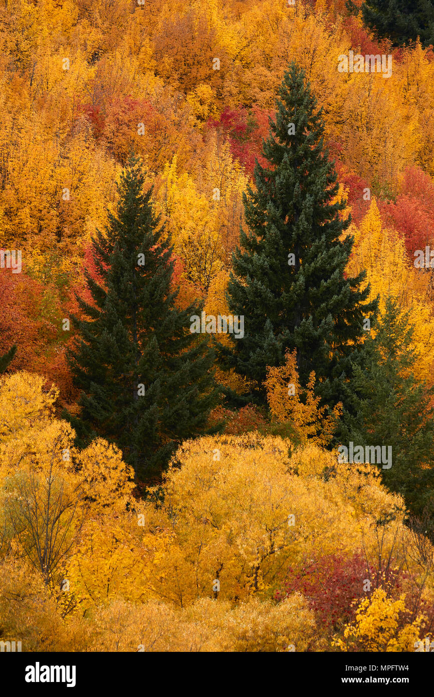 Les arbres d'automne, Arrowtown, près de Queenstown, Otago, île du Sud, Nouvelle-Zélande Banque D'Images