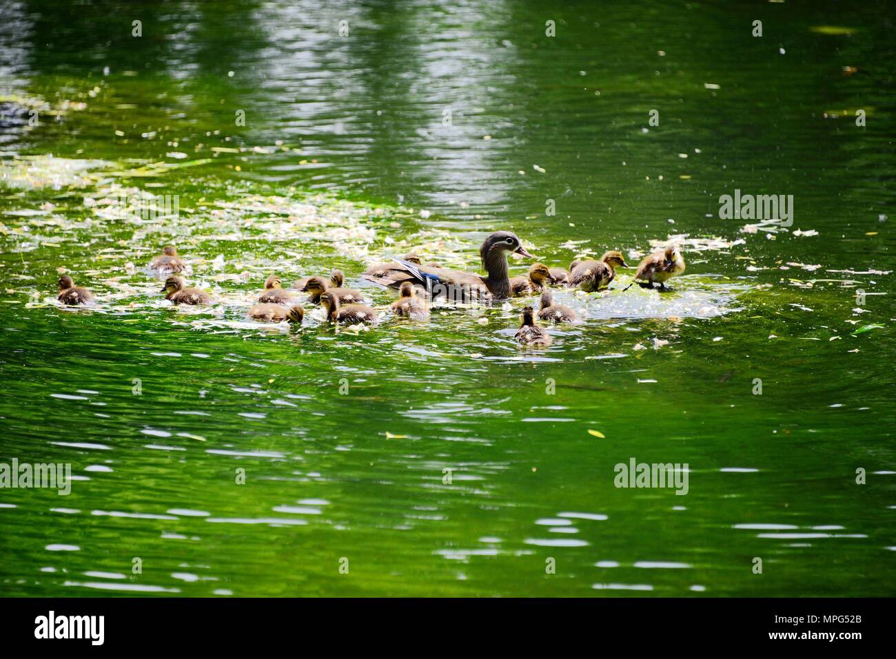 De Pékin, Pékin, Chine. 22 mai, 2018. Beijing, Chine 22 mai 2018 : canards mandarins au Parc Yuyuantan à Beijing. Une mandarine duck a donné naissance à 19 canetons au parc. Crédit : SIPA Asie/ZUMA/Alamy Fil Live News Banque D'Images