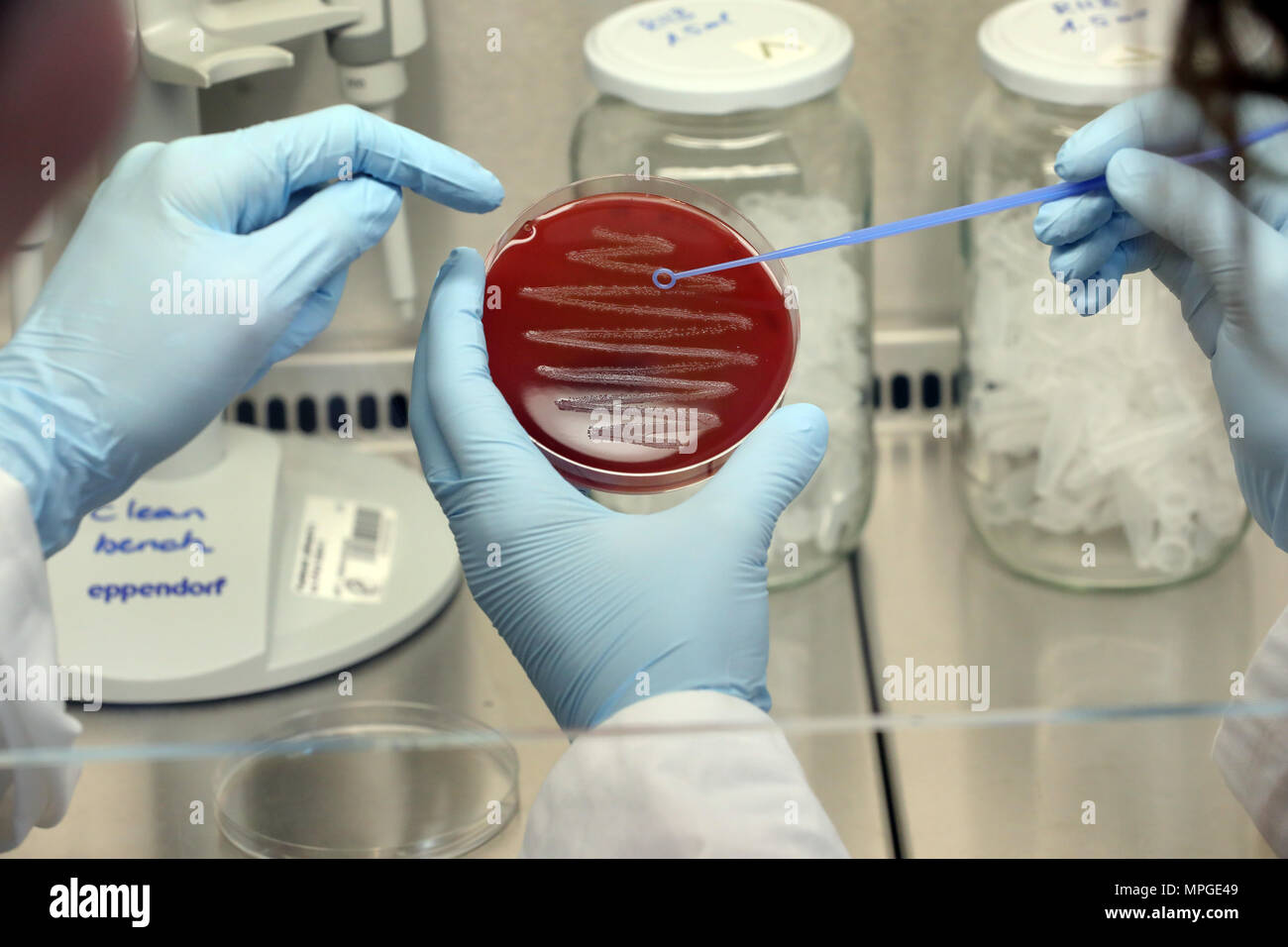 18 mai 2018, l'Allemagne, Berlin : un microbiologiste à l'Institut Max Planck de Biologie Infection prépare une colonie bactérienne de la souche Streptococcus pyogenes sur une plaque de gélose au sang. La recherche actuelle se concentre sur la recherche de mécanismes de régulation pour l'infection et l'immunité dans les bactéries. Les scientifiques sont particulièrement intéressés par le rôle de l'ARN et de certaines protéines qui contrôlent les processus cellulaires. L'objectif est d'intégrer ces résultats dans des percées médicales, comme c'est le cas des CRISPR-Cas9. Photo : Wolfgang Kumm/dpa Banque D'Images