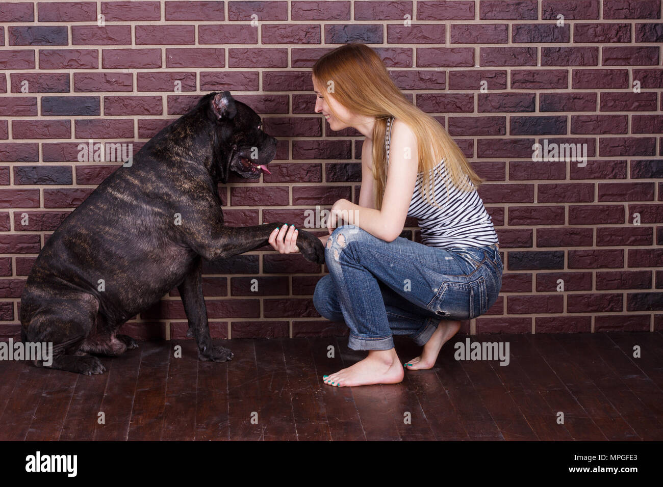 La jeune fille en jean et un t-shirt Cane Corso chien apprend la commande  donner paw Photo Stock - Alamy