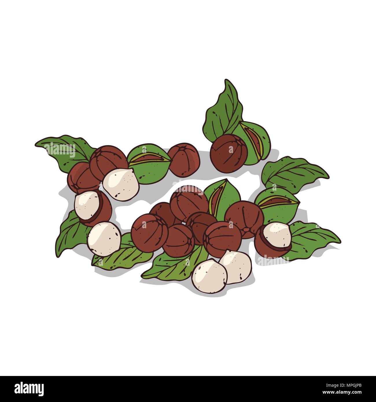 Clipart isolé de Macadamia de plantes sur fond blanc. Dessin botanique herbe de Macadamia avec les écrous et les feuilles Illustration de Vecteur