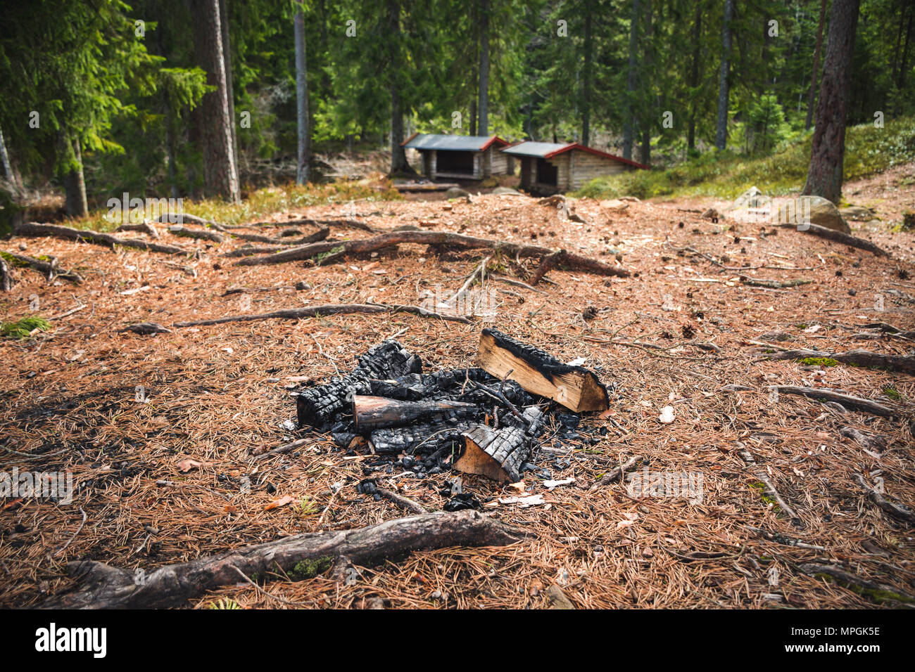 Lieu de camp entouré par la chute d'aiguilles de pin. Deux abris en bois dans l'arrière-plan flou. Prises dans la nature réserver Ånnaboda dans le centre de la Suède. Banque D'Images