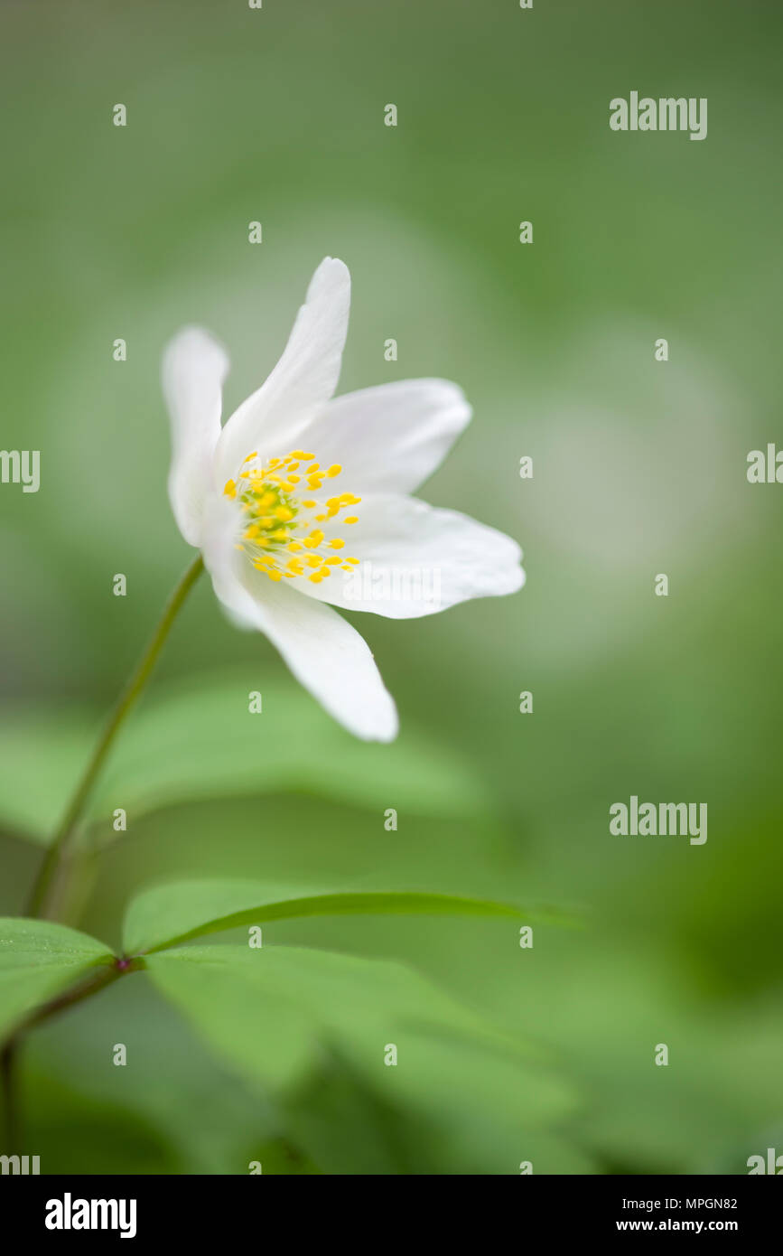 Close-up of a fleur de l'Anémone des bois (Anemone nemorosa) sur un plancher de bois. Banque D'Images