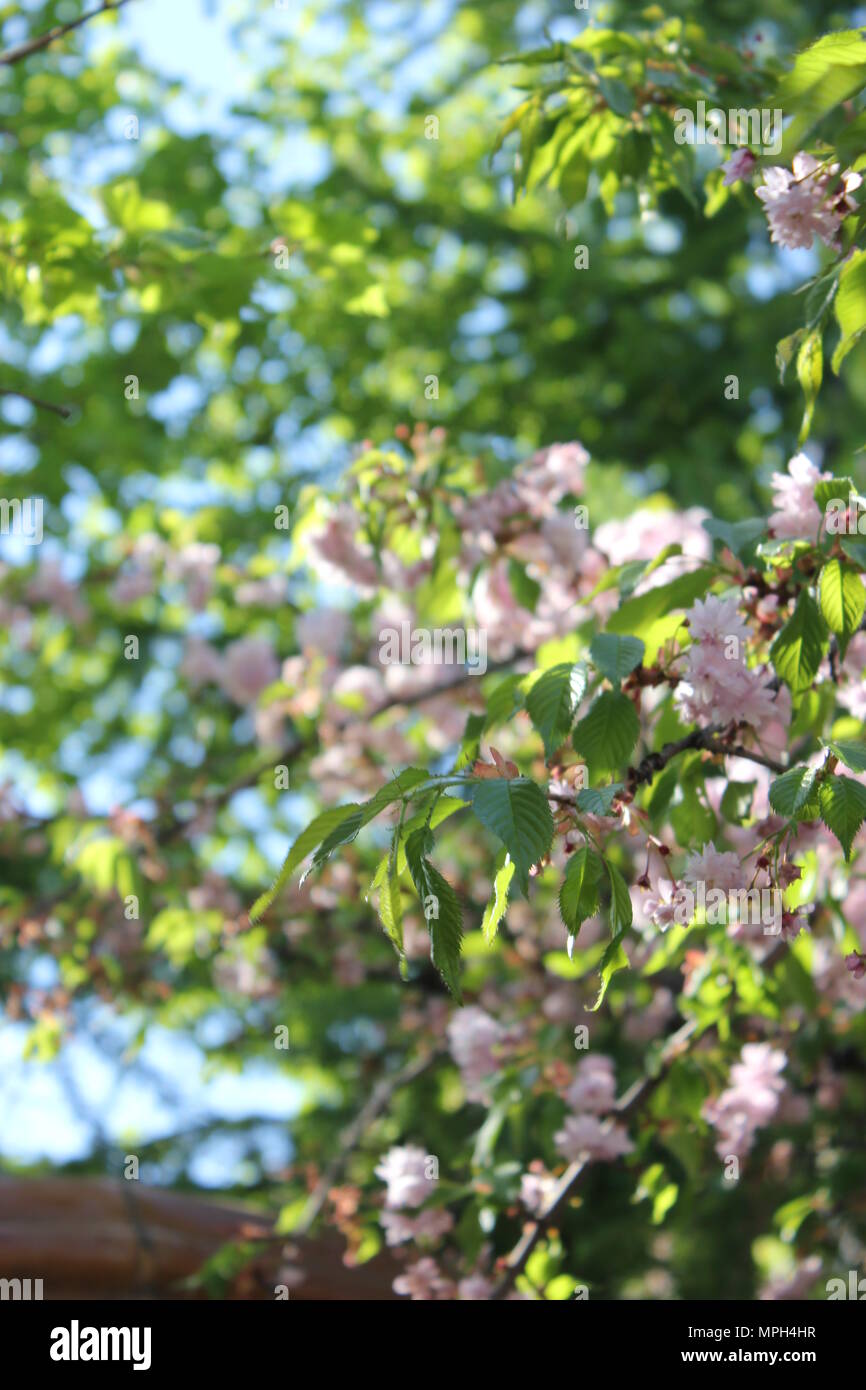 Le Jardin Chinois De Lamitié Avec Sakura Fleur De Cerisier