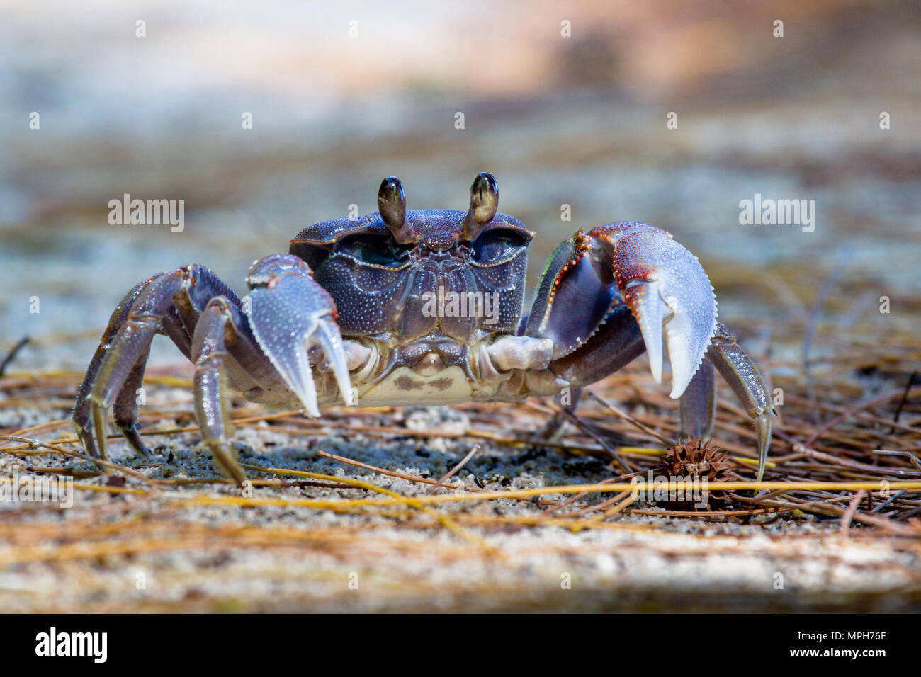 Araignée de mer (Neosarmatium meinerti) sur la plage le Cousin, Seychelles. Banque D'Images