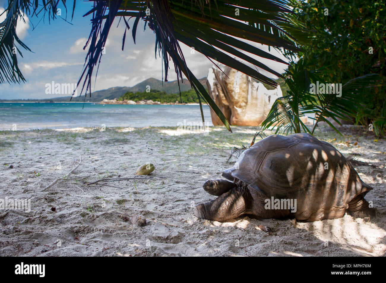 Tortue géante d'Aldabra (Aldabrachelys gigantea) sur la plage sur Curieuse, Seychelles. Banque D'Images