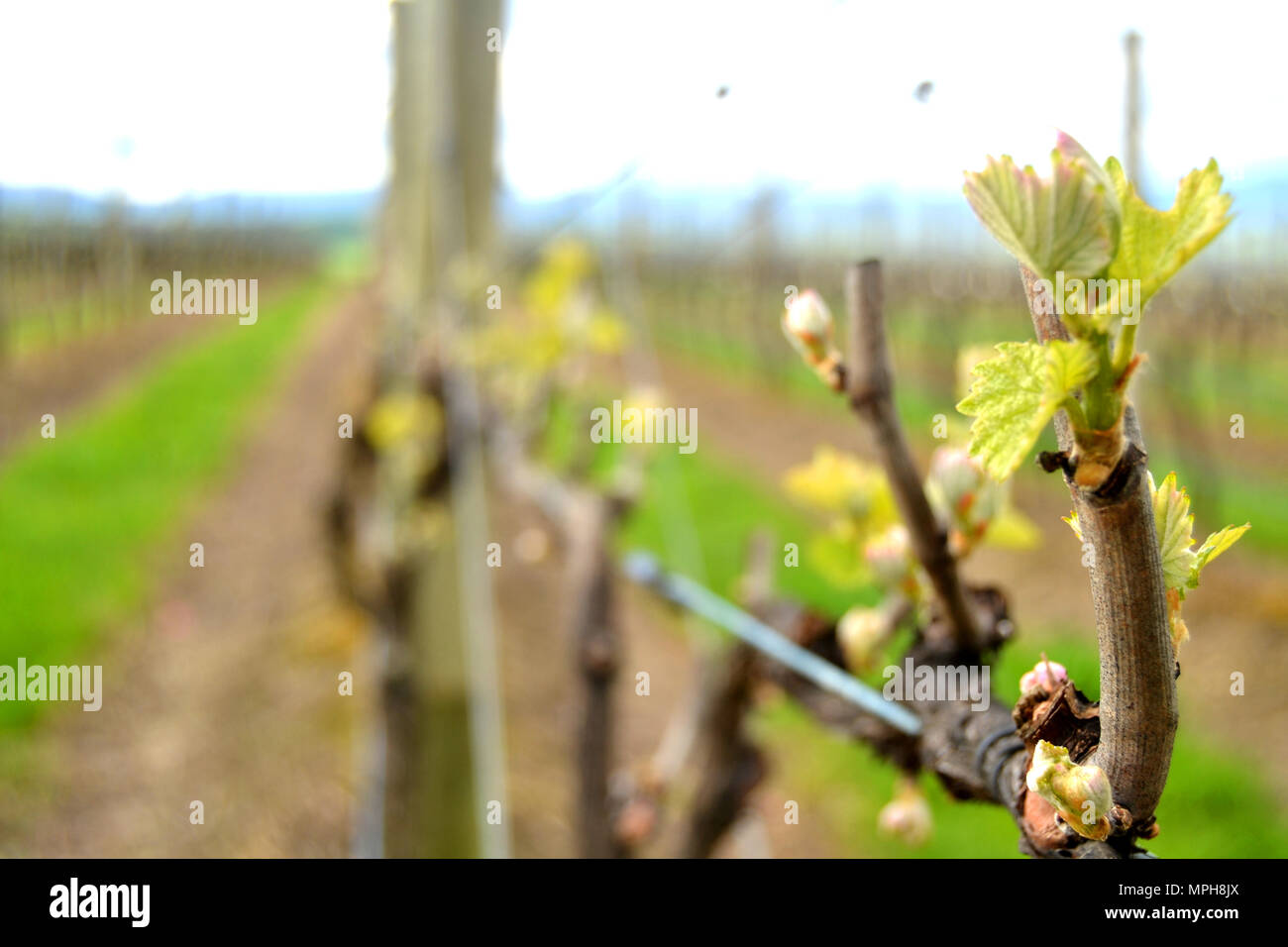 La nouvelle croissance sur vigne Yarra Valley Winery Banque D'Images