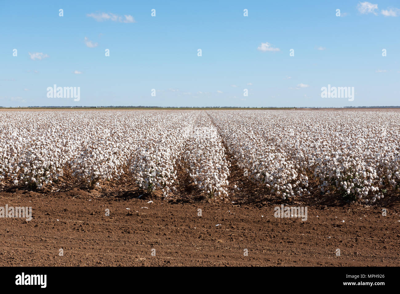 Prêt pour la récolte du coton. Capturé près de Warren dans le NSW, Australie Banque D'Images
