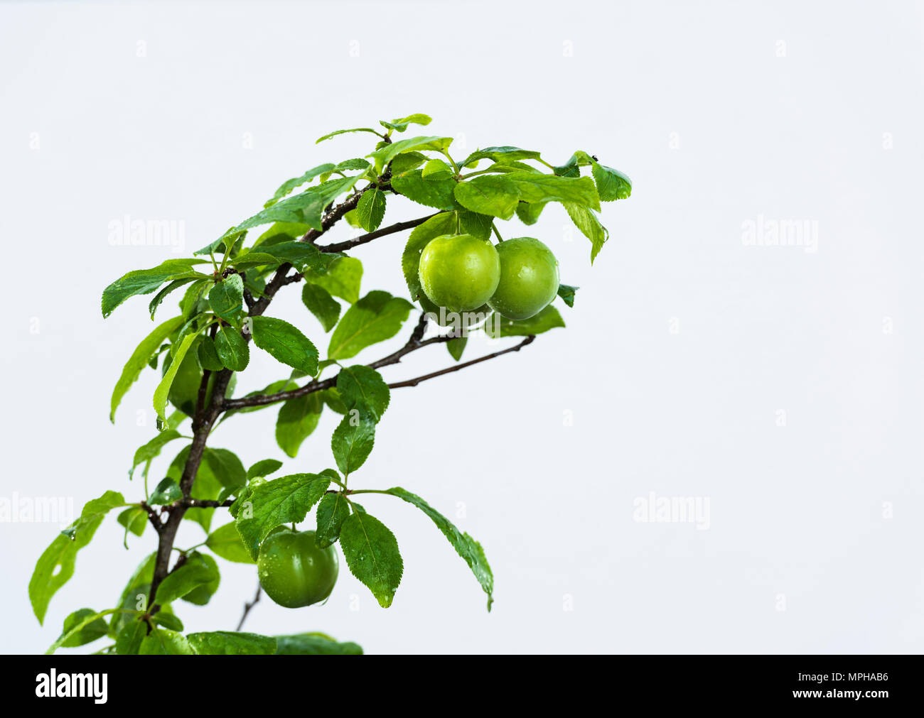 Les prunes vert dans l'arbre et l'arrière-plan blanc Banque D'Images