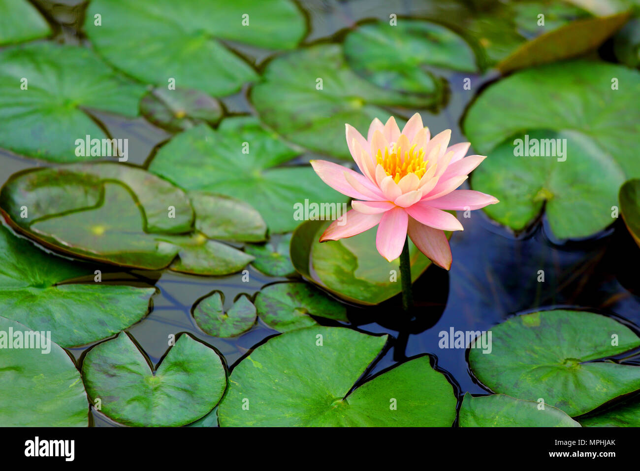 Lotus rose magnifique avec des feuilles vertes à la surface de l'eau Banque D'Images