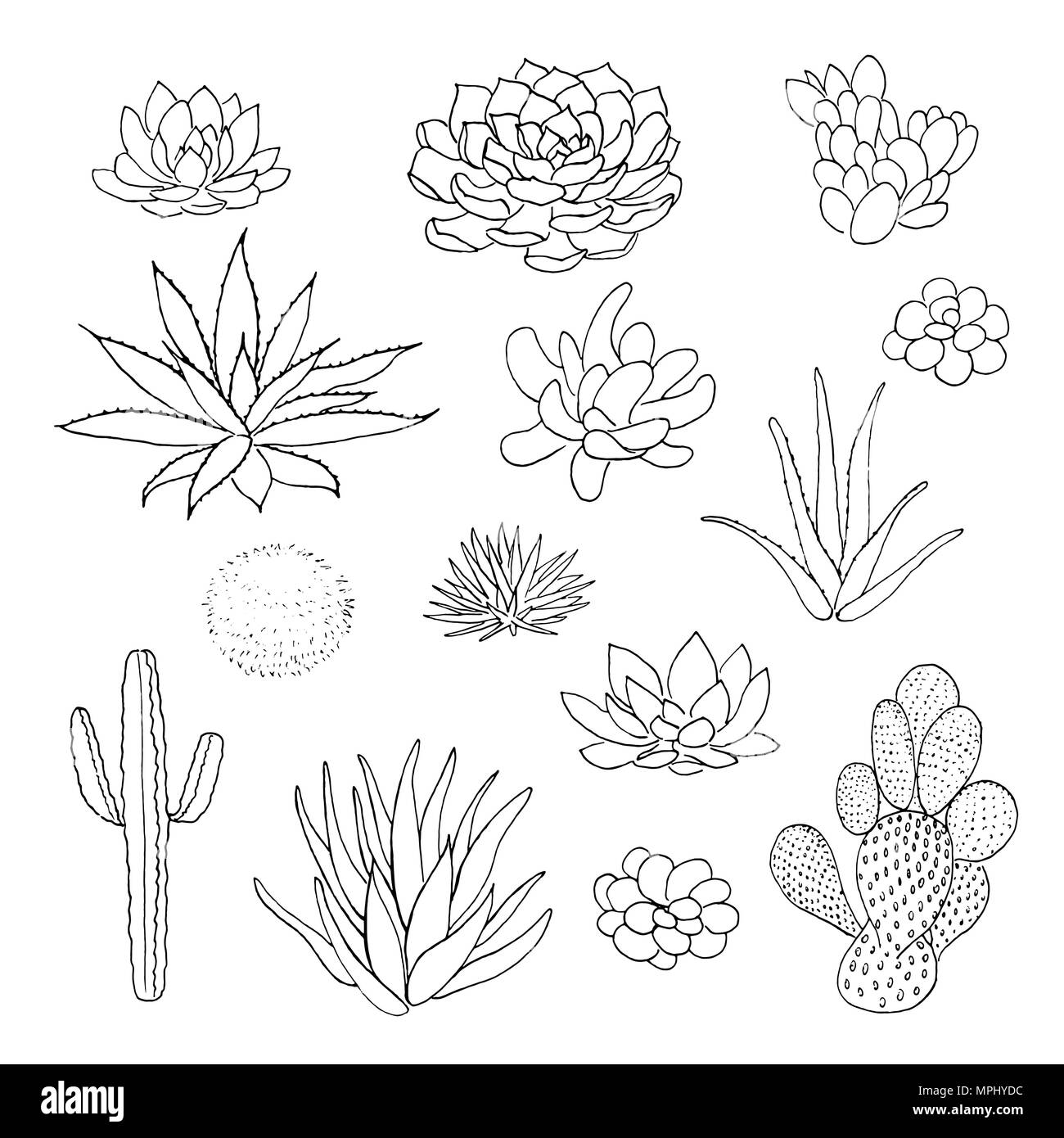 Cactus succulentes collection. agava, pita, aloe, gastraea, haworthia, Echeveria, Pachyphytum, figuier de Barbarie, Illustration de Vecteur