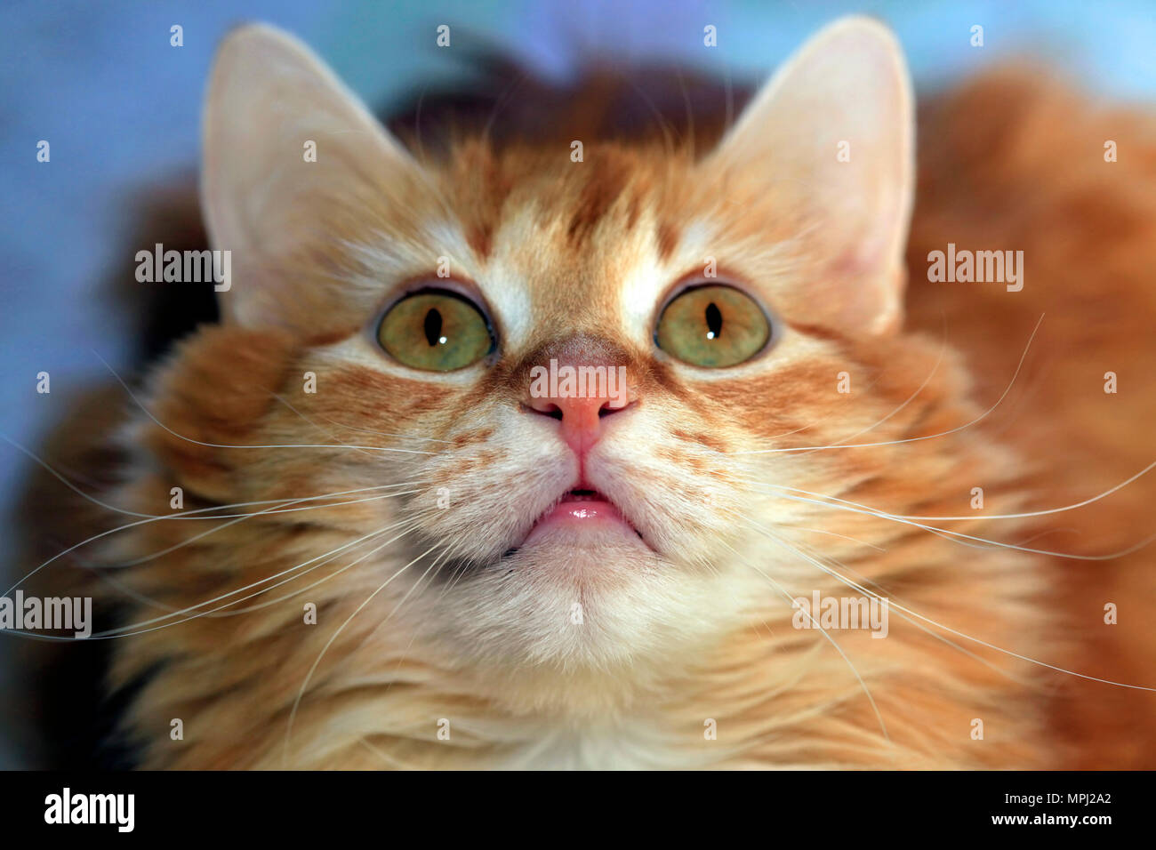 Portrait d'un jeune chat roux Banque D'Images