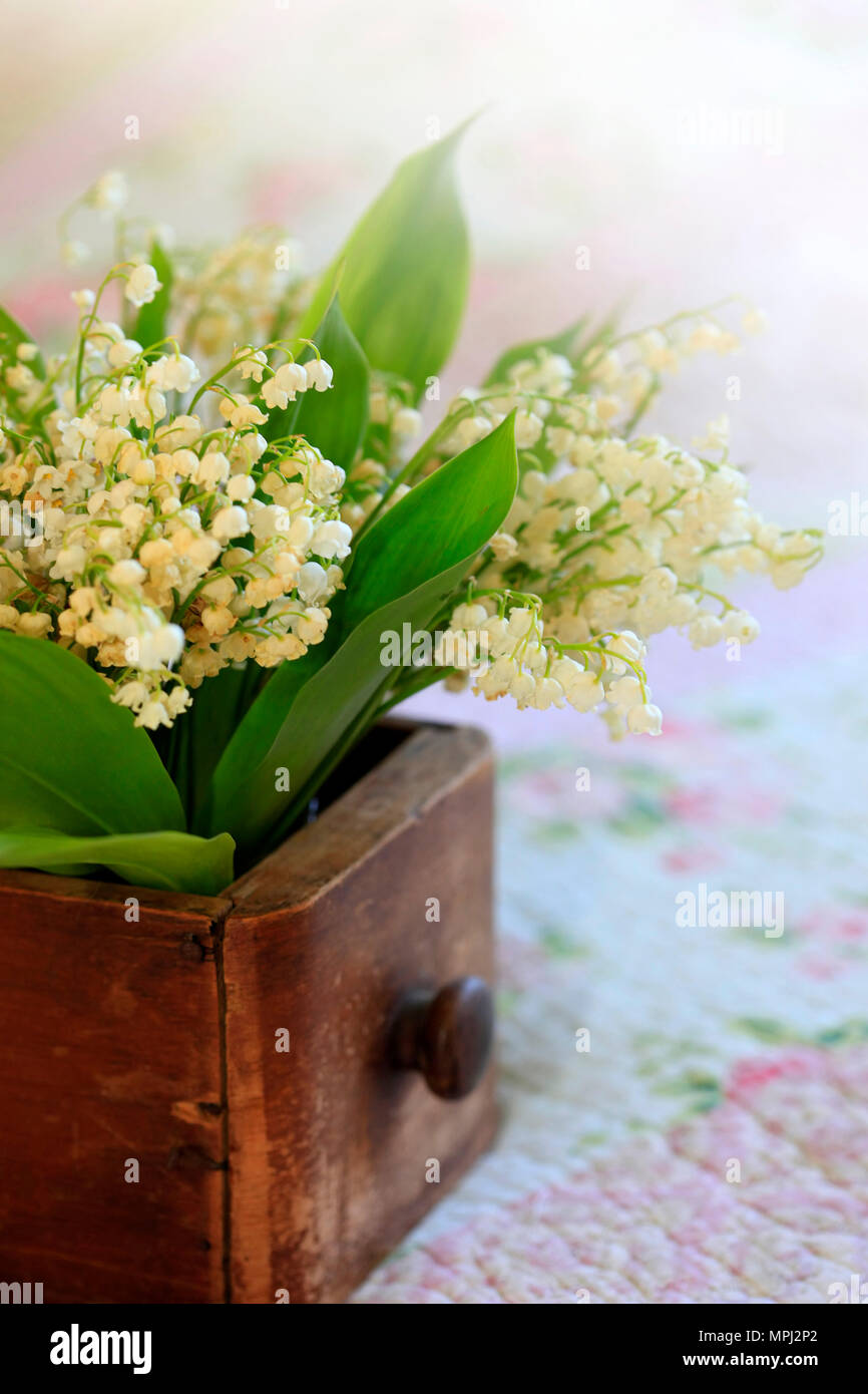 Bouquet de Lys de la vallée, dans un coffret en bois Banque D'Images