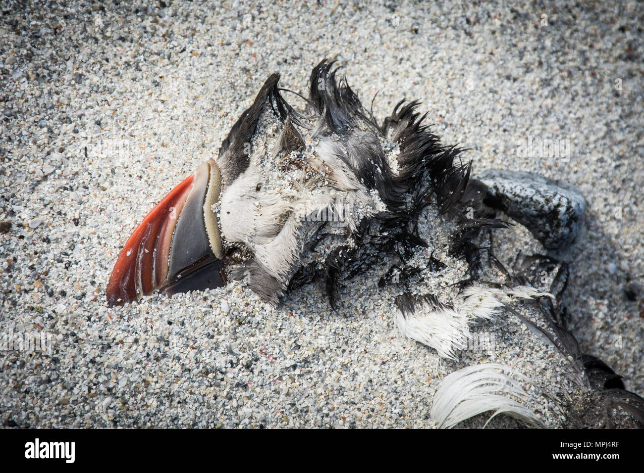 Close up of dead Macareux moine (Fratercula arctica) ou échoué sur une plage de sable fin sur North Uist, Hébrides extérieures, en Écosse, à la suite de la famine. Banque D'Images