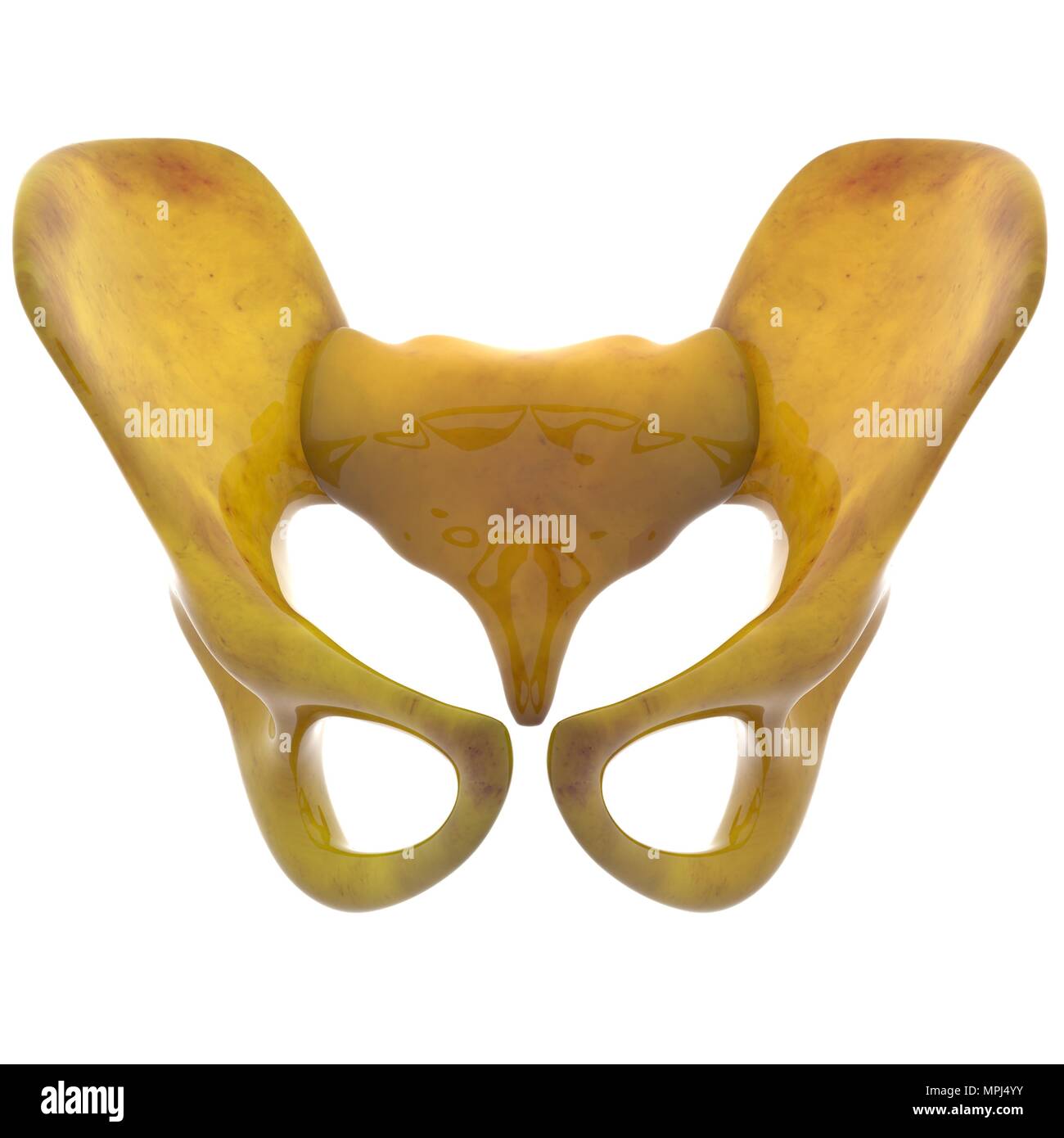 Système de squelette humain Anatomie des articulations des os Banque D'Images