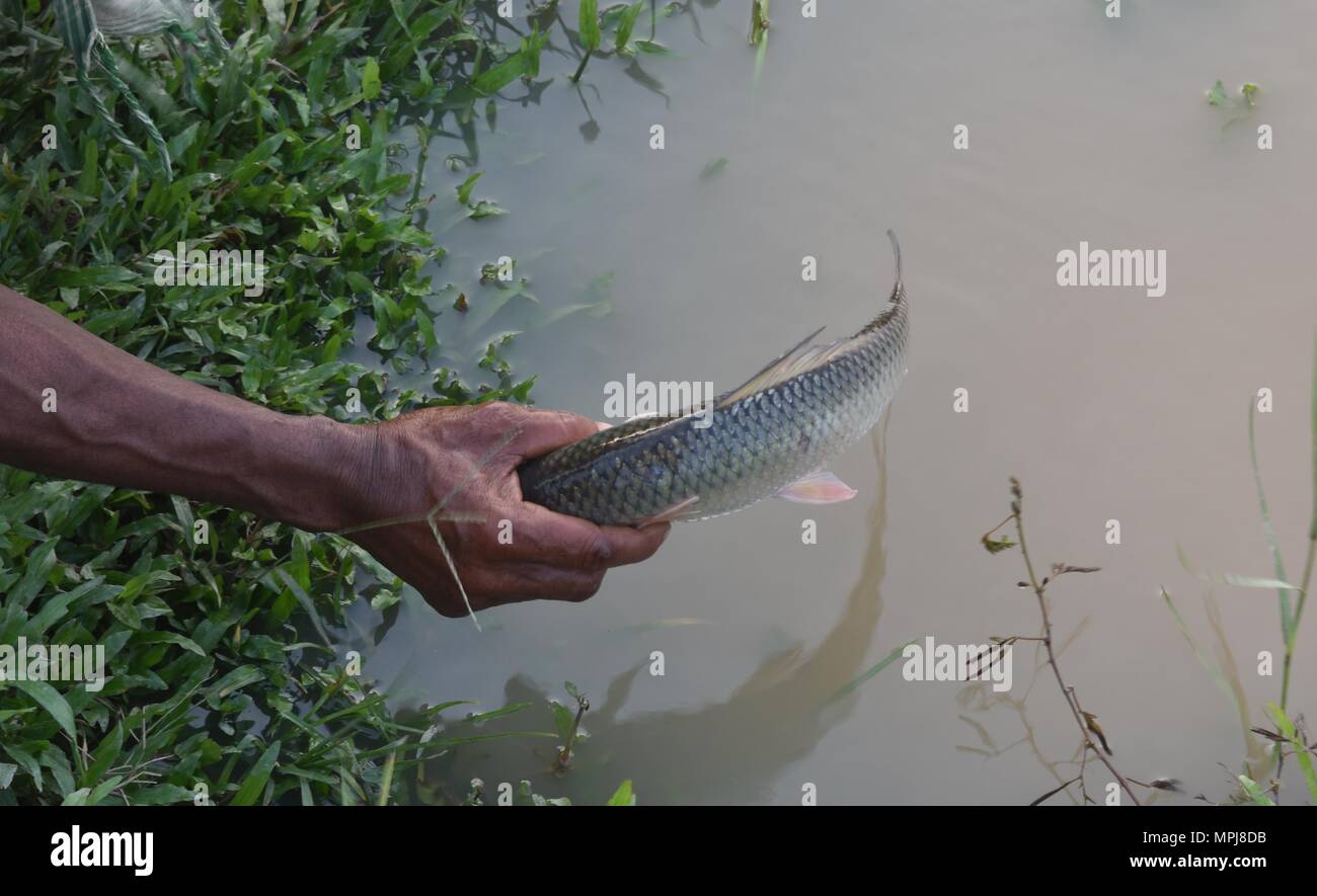 La prise de poisson près de pond village indien Banque D'Images
