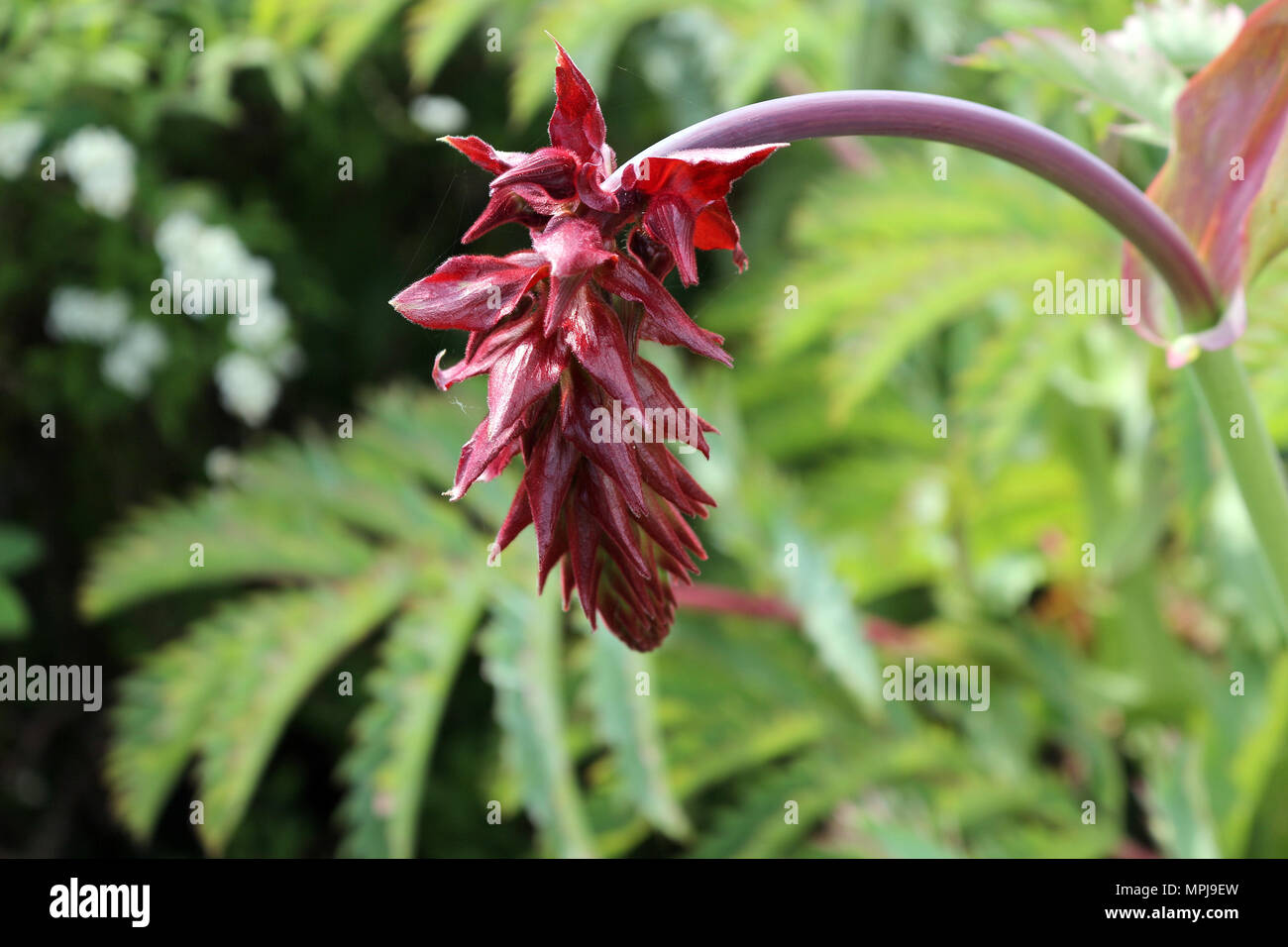 Miel de fleur ou géant Melianthus major Banque D'Images