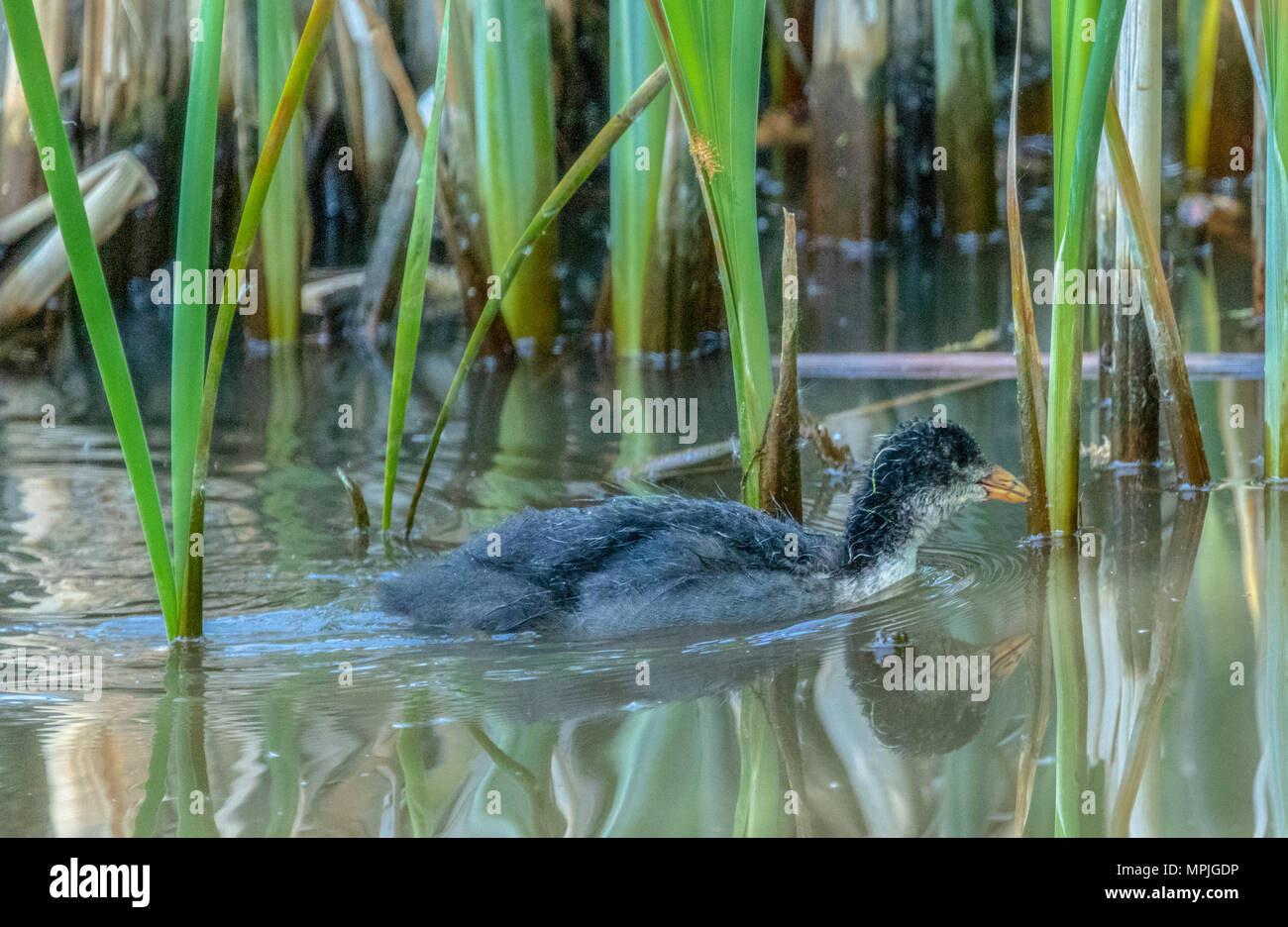 Seul Foulque macroule (Fulica atra) de la natation dans un lac Banque D'Images