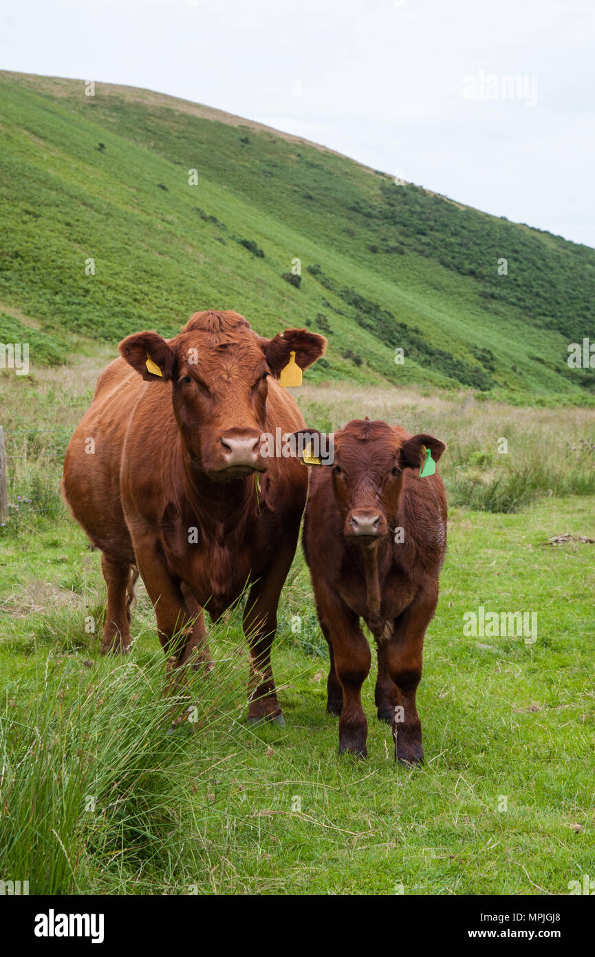 Pure race de vache veau Luing et Luing en Amérique du Northumberland. Banque D'Images