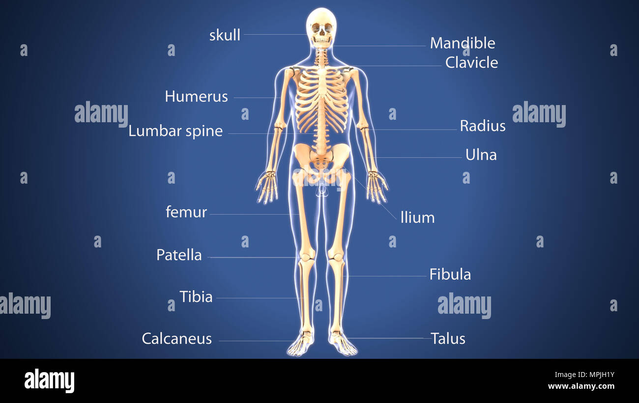 rendu 3d de l'anatomie des os du squelette humain Banque D'Images