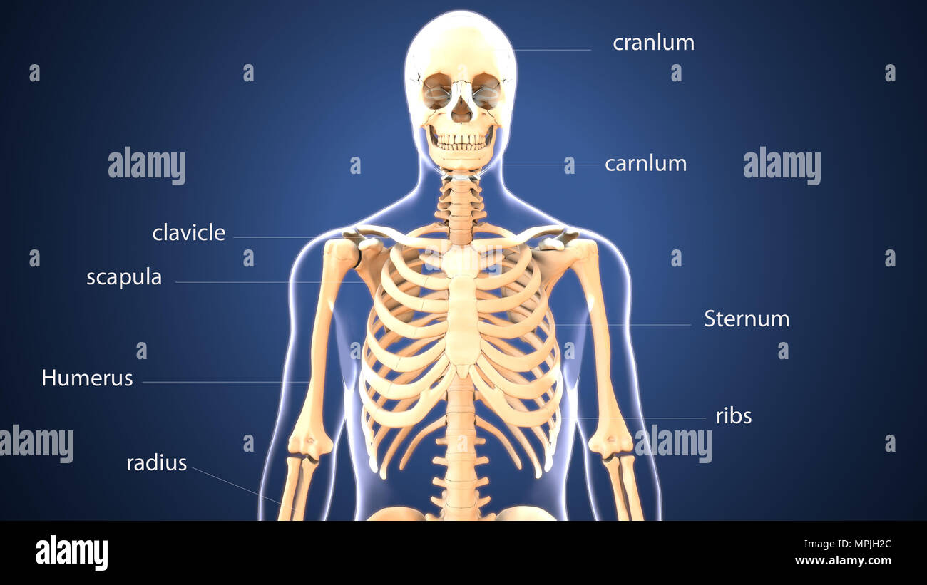 rendu 3d de l'anatomie des os du squelette humain Banque D'Images