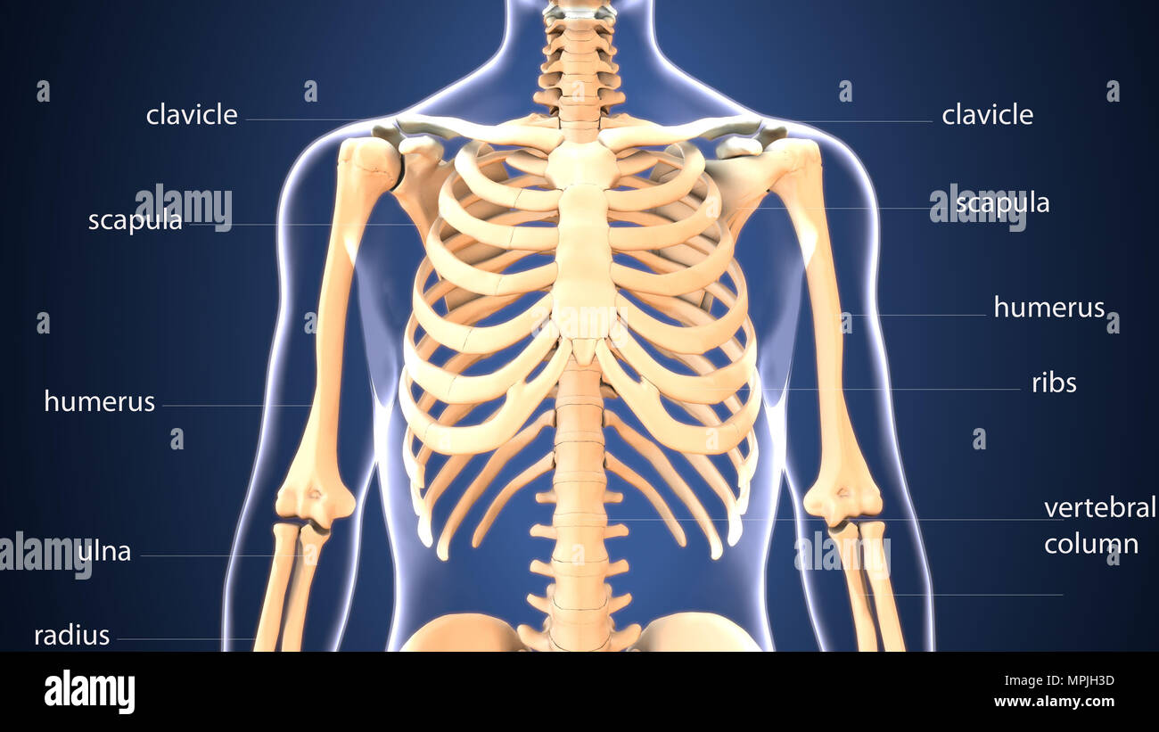 rendu 3d de l'anatomie des os du squelette humain Banque D'Images
