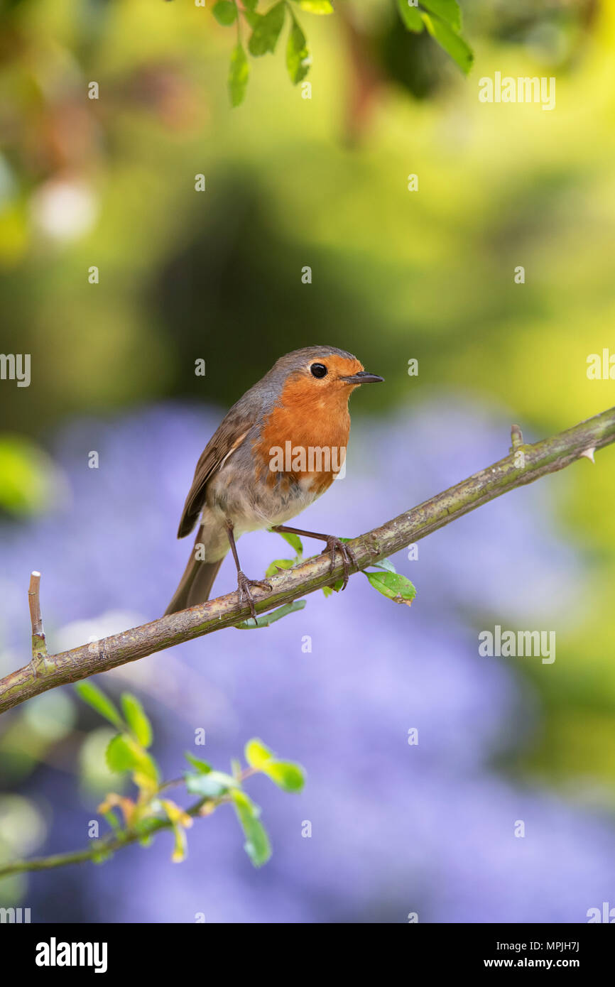 Erithacus rubecula aux abords. Robin sur une tige de rose dans un jardin anglais Banque D'Images