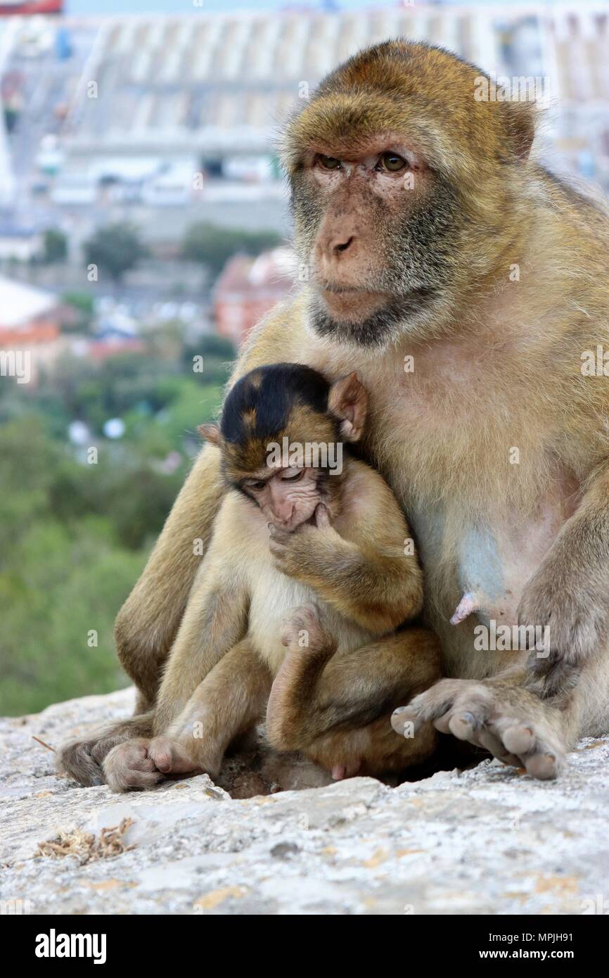 Les singes de Barbarie du rocher de Gibraltar. La population de Macaques de Barbarie à Gibraltar est le seul singe sauvage dans la population du continent européen. Banque D'Images