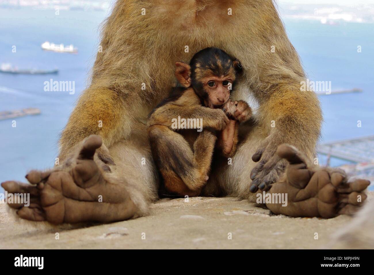 Les singes de Barbarie du rocher de Gibraltar. La population de Macaques de Barbarie à Gibraltar est le seul singe sauvage dans la population du continent européen. Banque D'Images