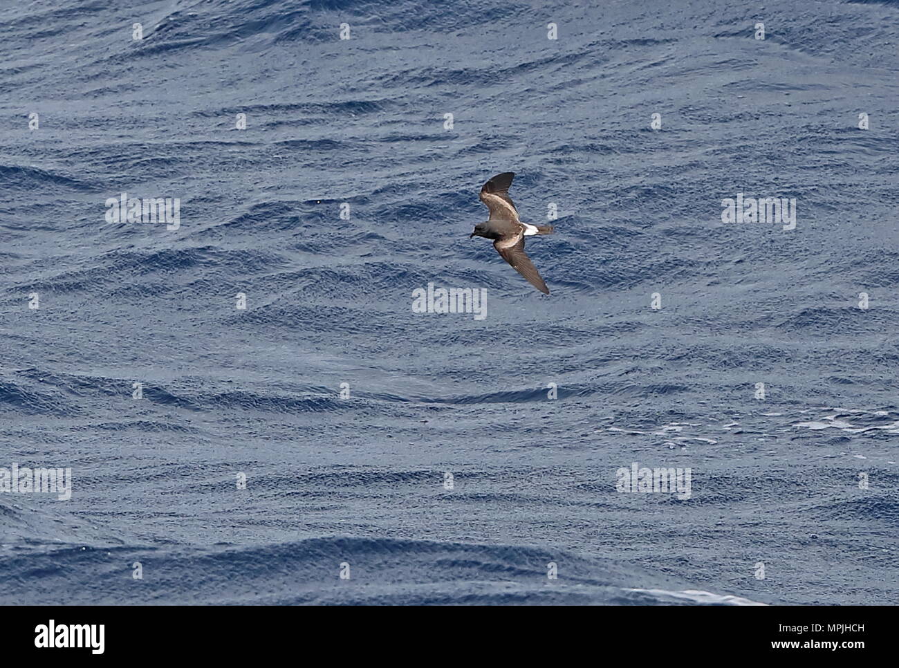 L'océanite tempête (Hydrobates leucorhous leucorhous) adulte en vol au-dessus de la mer Cap Vert, Océan Atlantique peut Banque D'Images