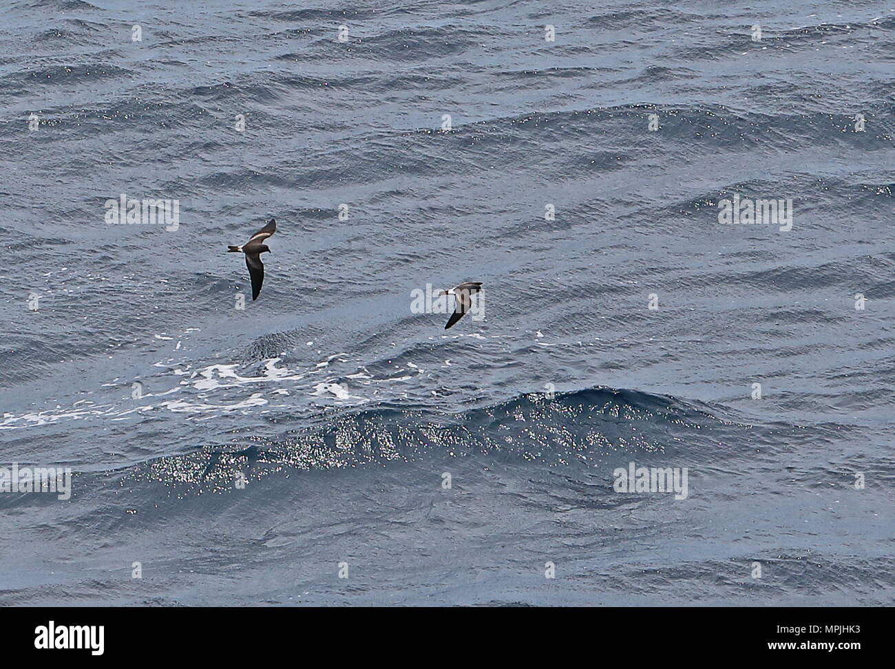 L'océanite tempête (Hydrobates leucorhous leucorhous) deux adultes en vol au-dessus de la mer Cap Vert, Océan Atlantique peut Banque D'Images