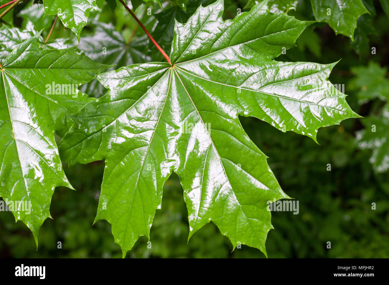 Feuilles d'érable vertes en arrière-plan des mauvais jours, les saisons de la nature. Banque D'Images