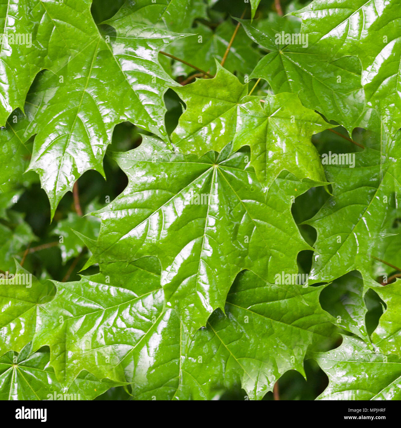 Feuilles d'érable vertes en arrière-plan des mauvais jours, les saisons de la nature. Banque D'Images