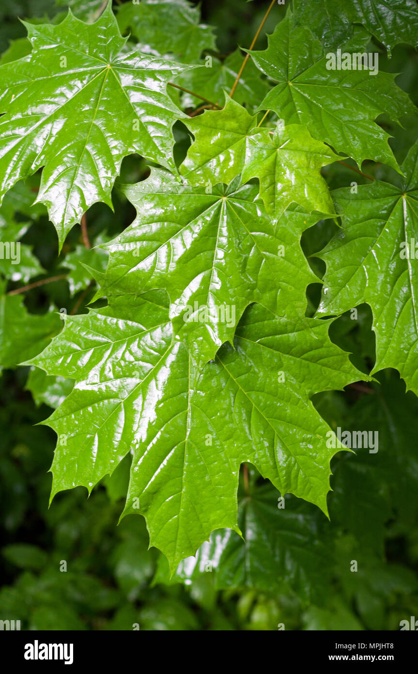 Feuilles d'érable vertes en arrière-plan des mauvais jours, les saisons de la nature. Banque D'Images