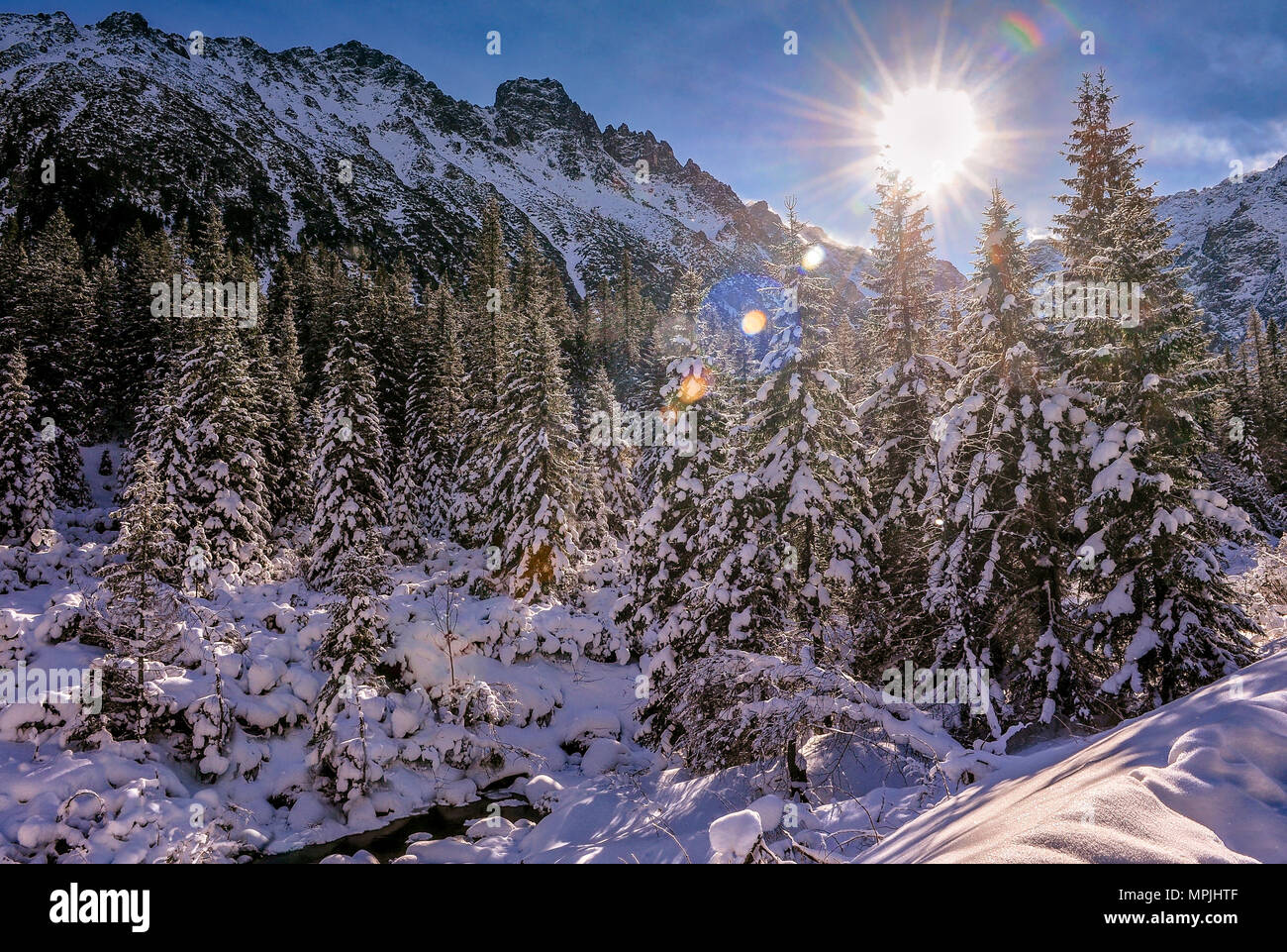 Vue sur les pins couverts de neige avec de hautes montagnes dans l'arrière pendant le lever du soleil. Banque D'Images