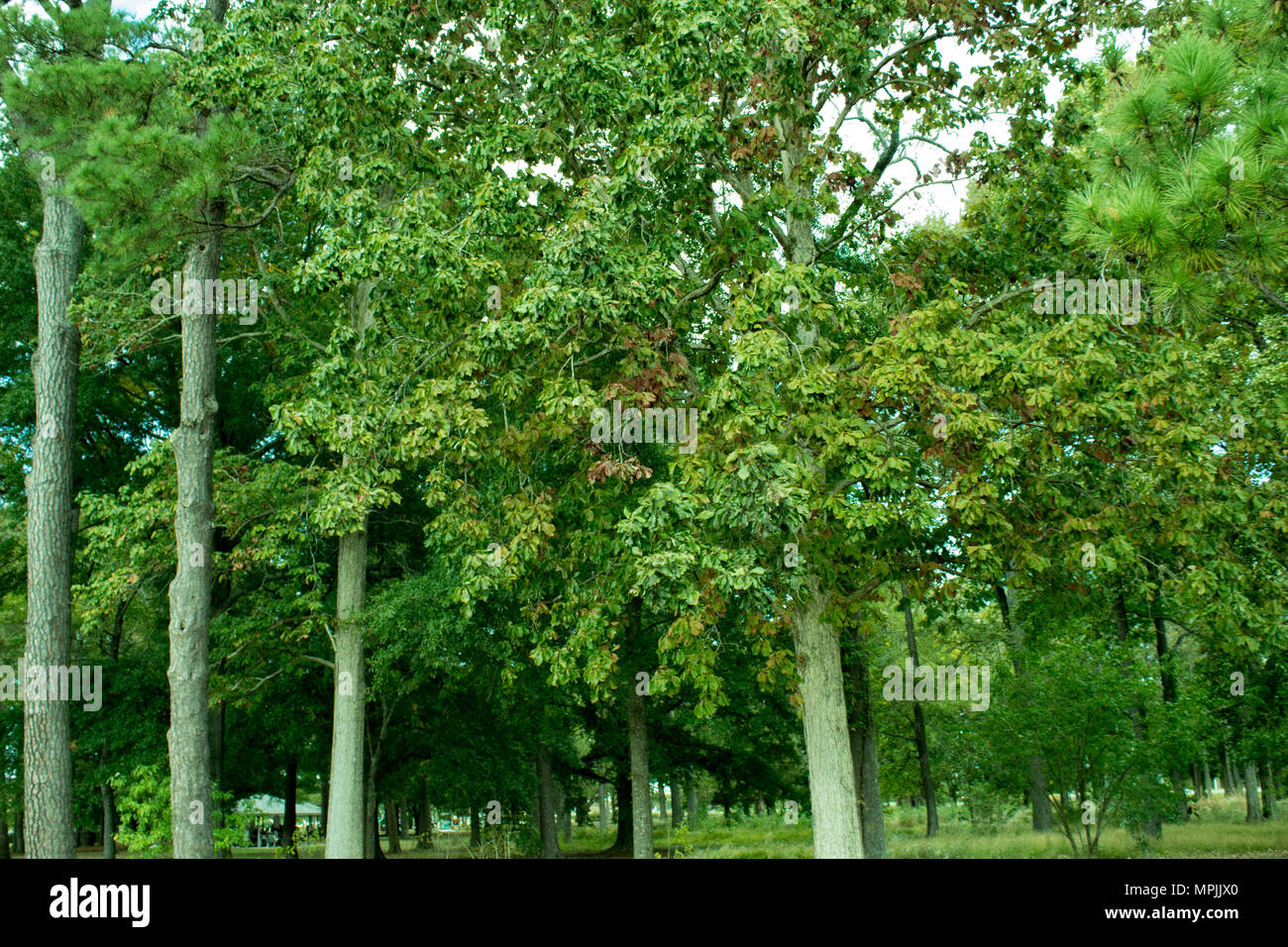 Grands arbres Banque D'Images